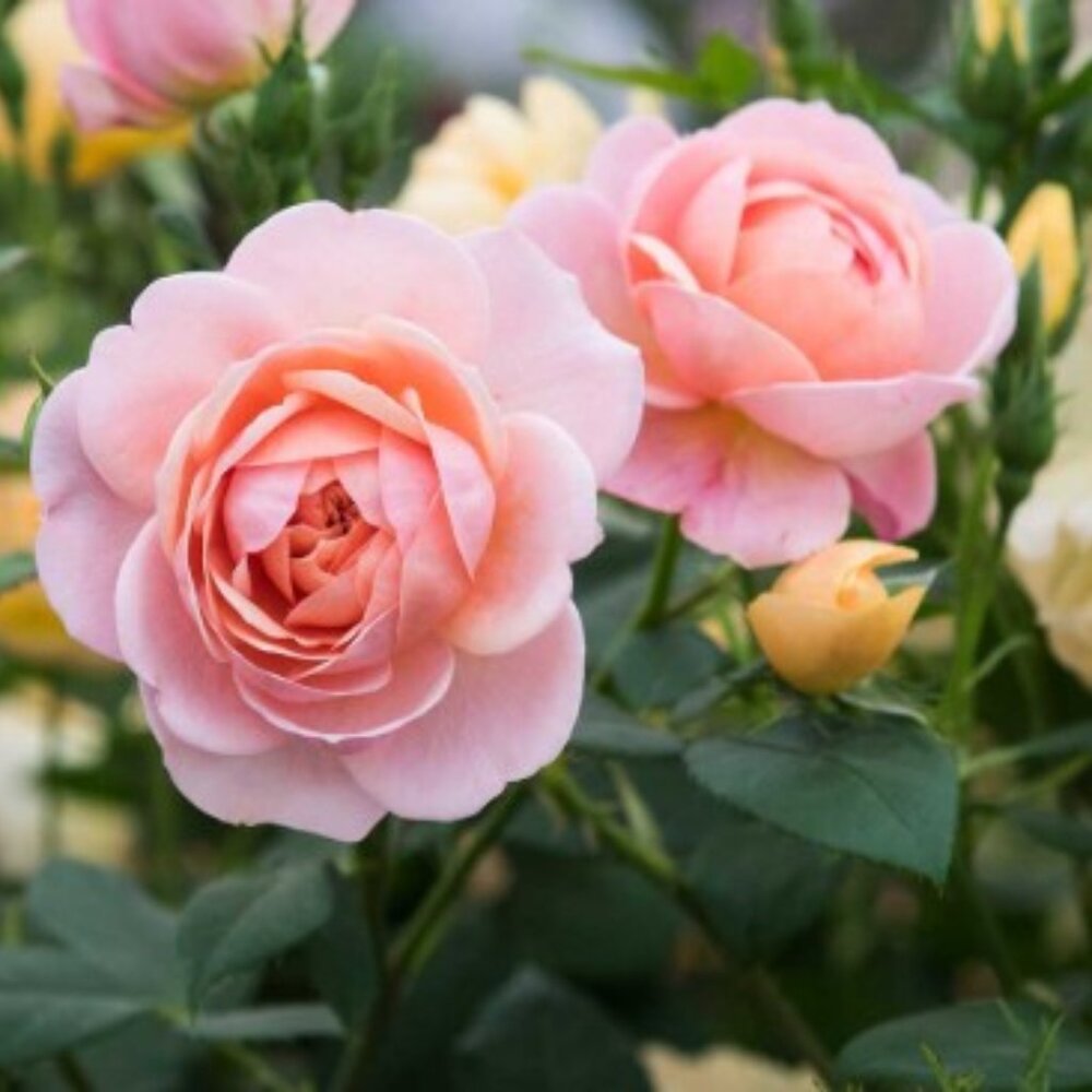 Meet your Posher, Angela marie